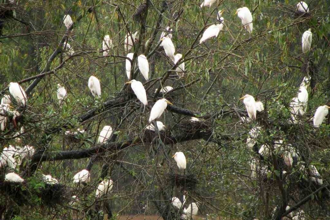 kokrebellur bird sanctuary